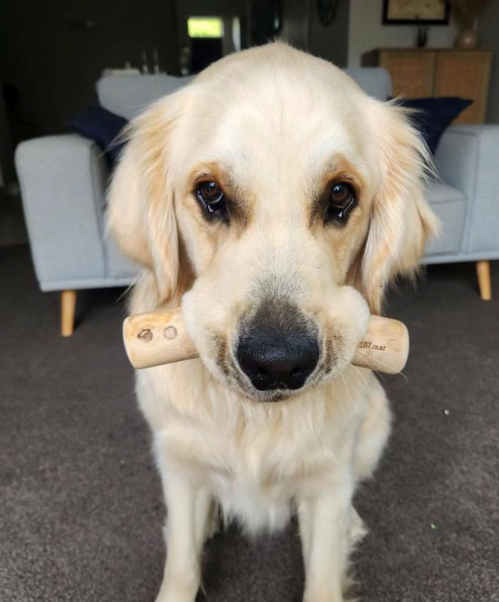 Dog chewing on a coffee wood treat, natural dog treat from DogTreatNZ, showcasing the product's texture and size.