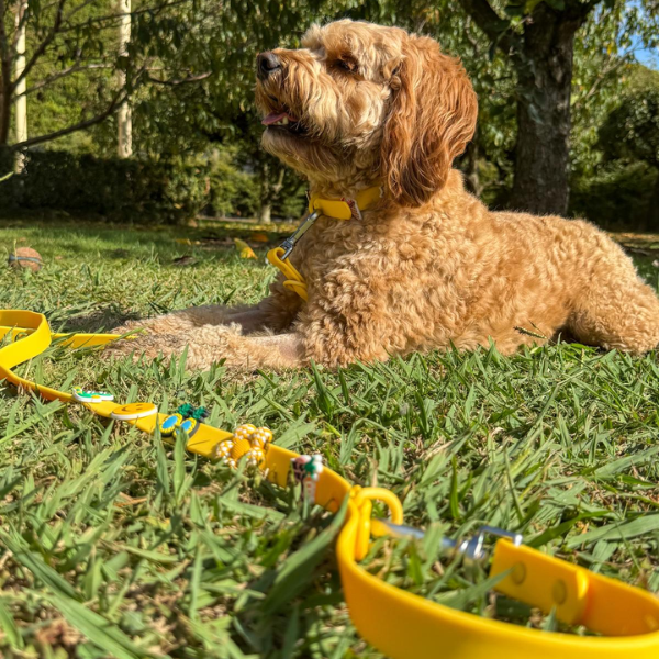 Yellow customizable dog lead from Walkieez, featuring a durable design and adjustable length for walk comfort.