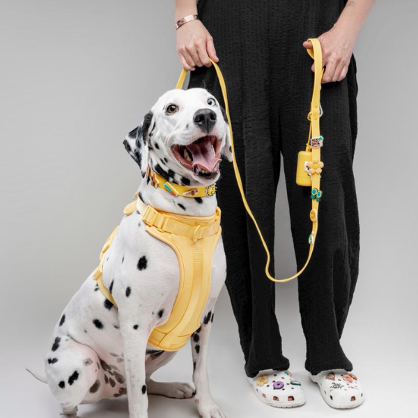 Yellow customizable dog lead by Walkieez, designed for no-pull training, shown attached to a dog harness.