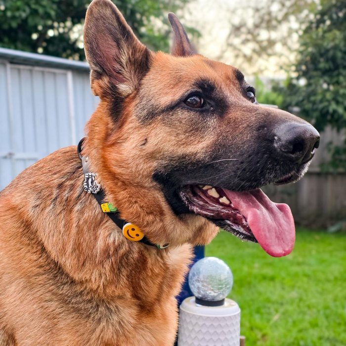 Black waterproof dog collar by Walkieez with durable design, featuring adjustable strap and metal buckle for secure fit.