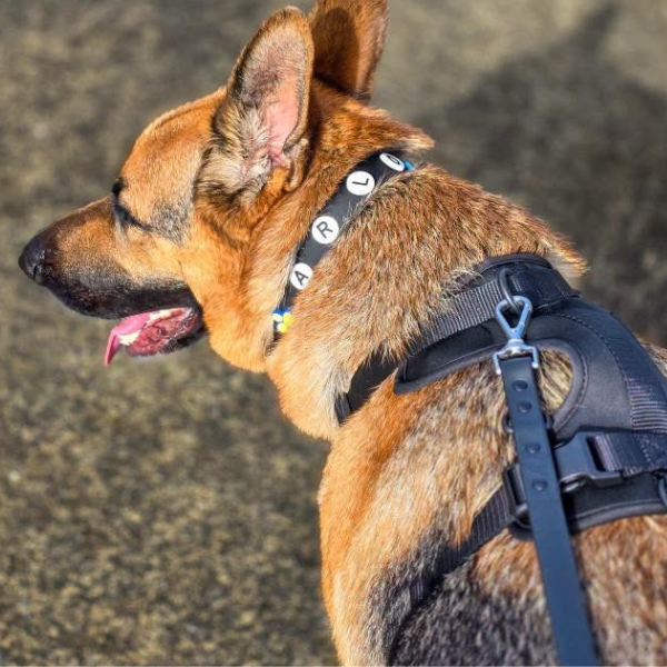 Black waterproof dog collar by Walkieez with adjustable strap and durable nylon material for everyday use.