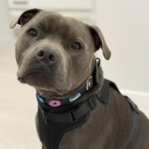 Black waterproof dog collar by Walkieez featuring durable nylon material and adjustable fit for active dogs.