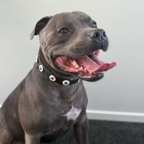 Black waterproof dog collar by Walkieez, durable and adjustable, suited for everyday outdoor use and pet safety.