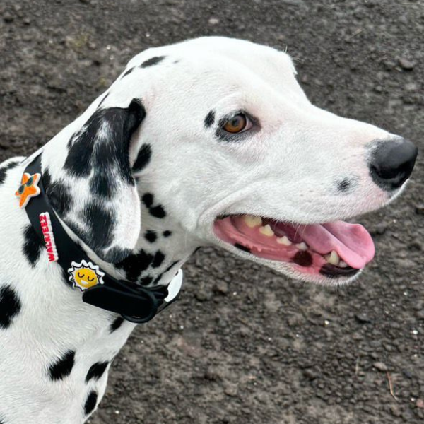 Black waterproof dog collar by Walkieez, durable nylon collar with adjustable strap for everyday pet wear.