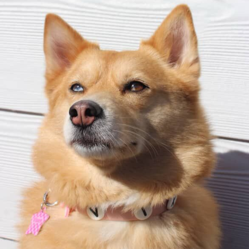 Blush pink waterproof dog collar by Walkieez with durable design and adjustable fit for small to medium dogs.