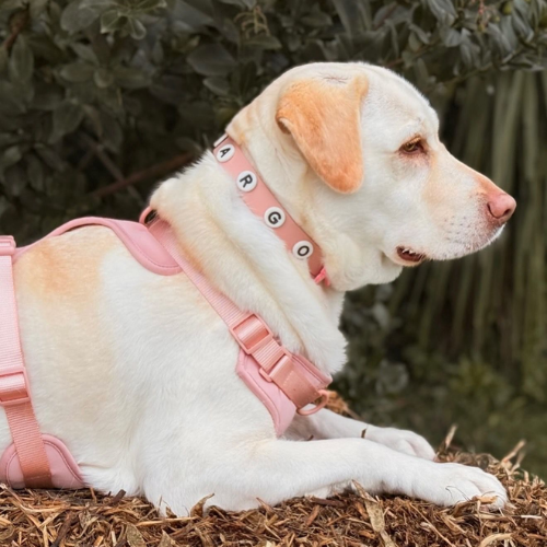 Blush pink no-pull dog collar by Walkieez with adjustable strap and secure buckle, designed for comfortable fitting.