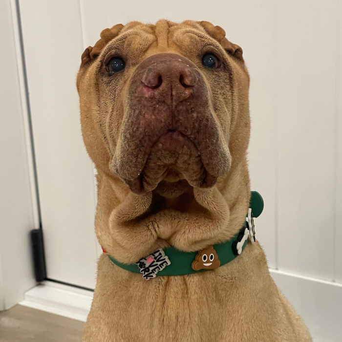 Green waterproof dog collar by Walkieez with durable design, featuring a sturdy buckle and adjustable fit for pets.