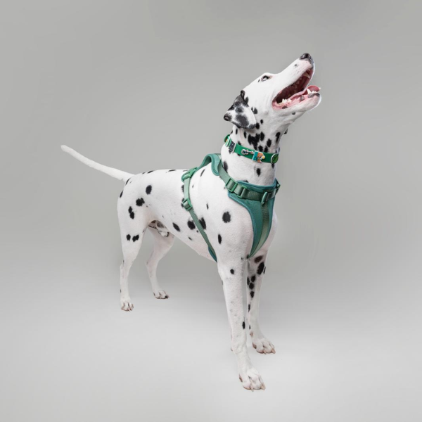 Green Walkieez no-pull dog collar with adjustable strap and sturdy buckle, designed for comfortable, secure fit.