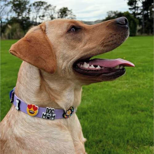 Lilac waterproof dog collar by Walkieez, durable collar for pets, shown with adjustable strap and sturdy buckle.