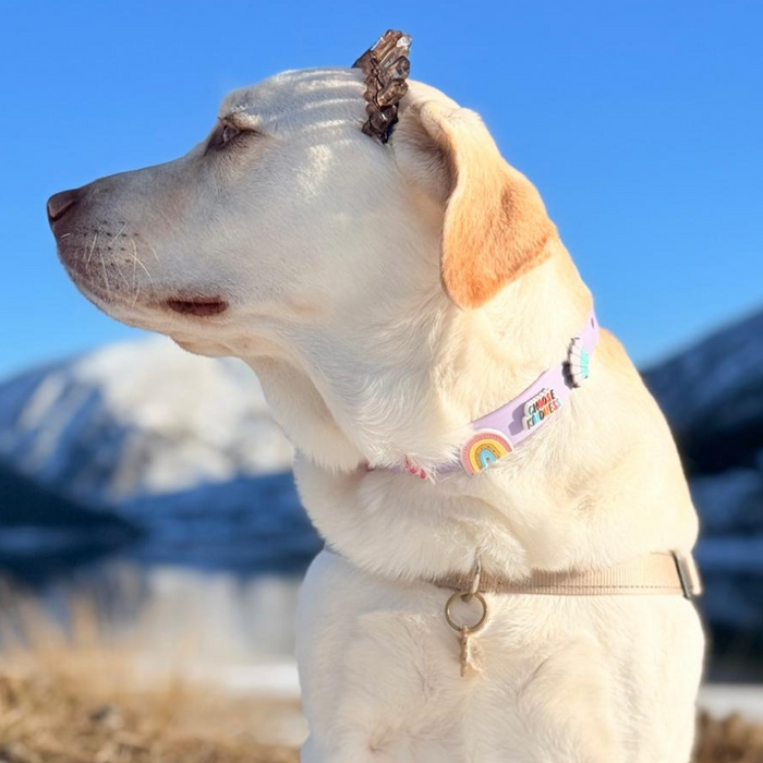 Waterproof lilac dog collar by Walkieez, featuring durable design and adjustable fit for small to medium dogs.