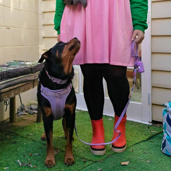 Lilac no-pull dog harness by Walkieez, designed for comfort and control, shown on a dog.