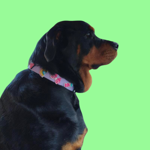 Waterproof lilac dog collar by Walkieez, durable and adjustable for pets, shown in a close-up image.