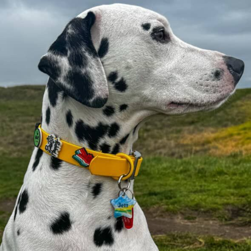 Yellow waterproof dog collar by Walkieez, durable nylon strap with adjustable buckle for small to large dogs.