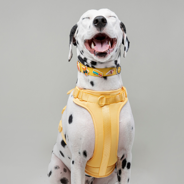 Yellow Walkieez dog collar with no-pull harness design, featuring adjustable straps and durable material for comfortable control.