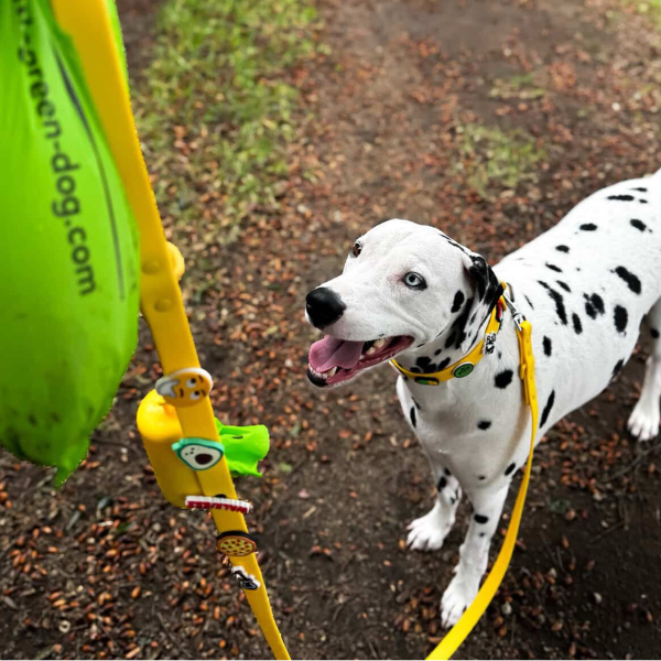 Yellow waterproof dog collar by Walkieez with durable design, adjustable strap, and secure buckle for outdoor adventures.