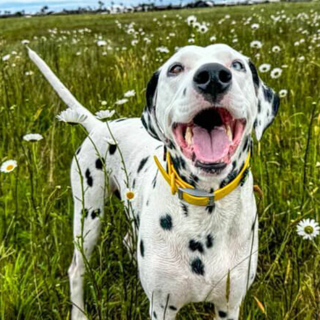 Yellow Walkieez dog collar with a secure buckle and adjustable strap, designed for comfortable and stylish pet wear.