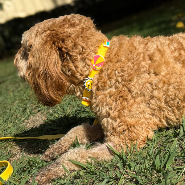 Yellow waterproof dog collar from Walkieez, durable nylon design with adjustable buckle and matching leash for pets.