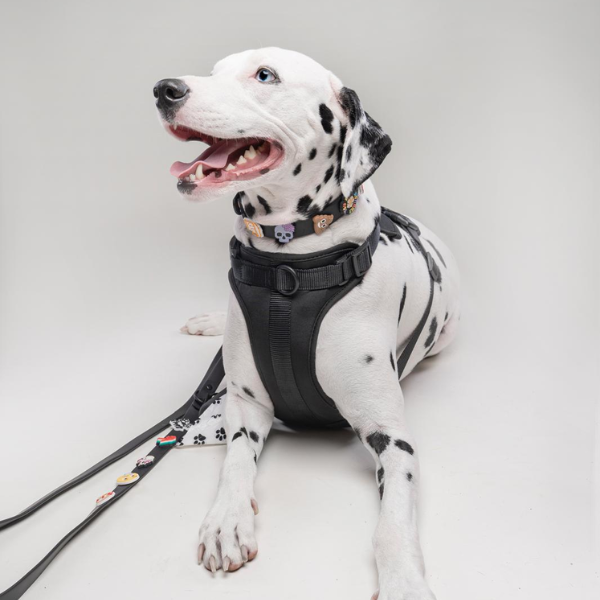 Black Walkieez no-pull dog harness on a Dalmatian laying down, designed for comfortable and secure control during walks.