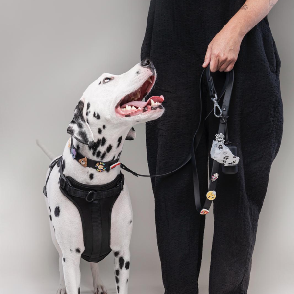 Black Walkieez no-pull dog harness on a Dalmatian, showcasing adjustable straps and sturdy design for comfortable control.