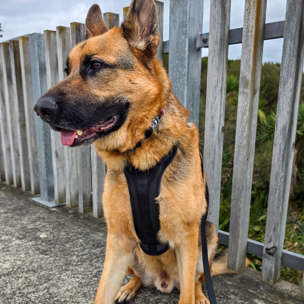 Black Walkieez no-pull dog harness on a German Shepherd, showcasing comfortable design and secure fit for active dogs.