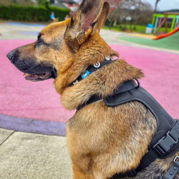 Black Walkieez no-pull dog harness on German Shepherd in a park, showcasing comfortable harness for dogs.