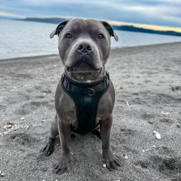 Black Walkieez no-pull dog harness on an English Staffy, designed for comfortable and secure fitting during walks.