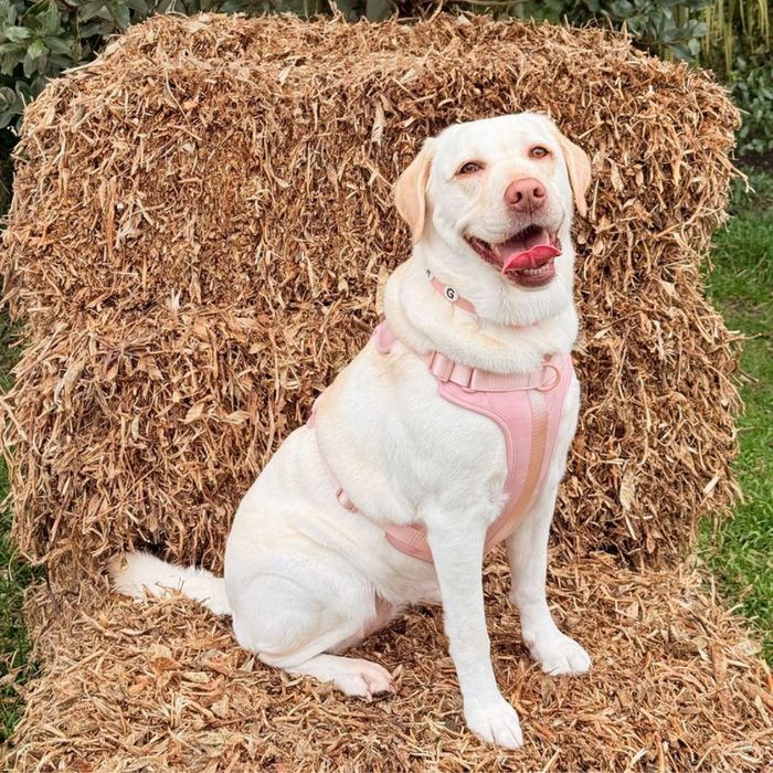 Blush pink No-Pull dog harness by Walkieez, adjustable with soft straps and secure buckles for comfortable walking.