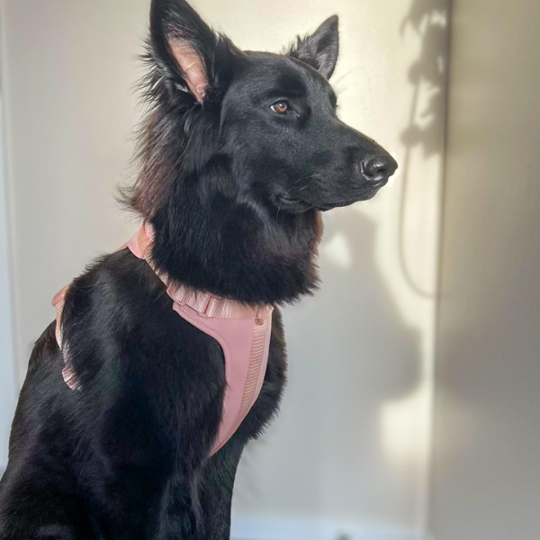 Blush pink no-pull dog harness by Walkieez, designed for comfort and control, with adjustable straps and breathable material.