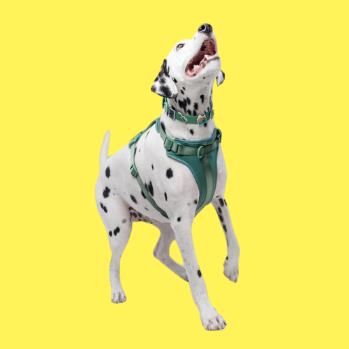 Green Walkieez no-pull dog harness, adjustable harness for dogs, featuring breathable material and secure fit.