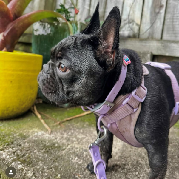 Lilac Walkieez no-pull dog harness with adjustable straps and secure buckle for comfortable walkies.