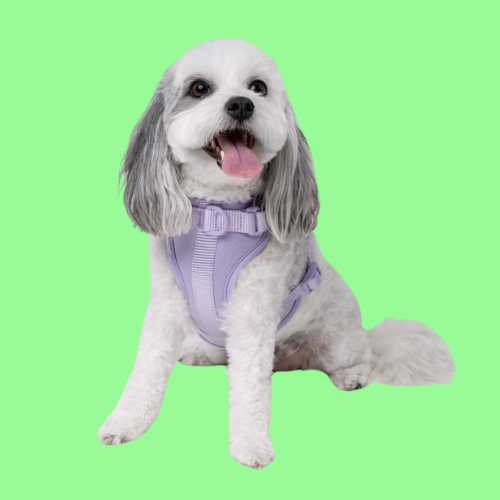Lilac Walkieez no-pull dog harness showing adjustable straps and padded chest for comfortable dog walking.