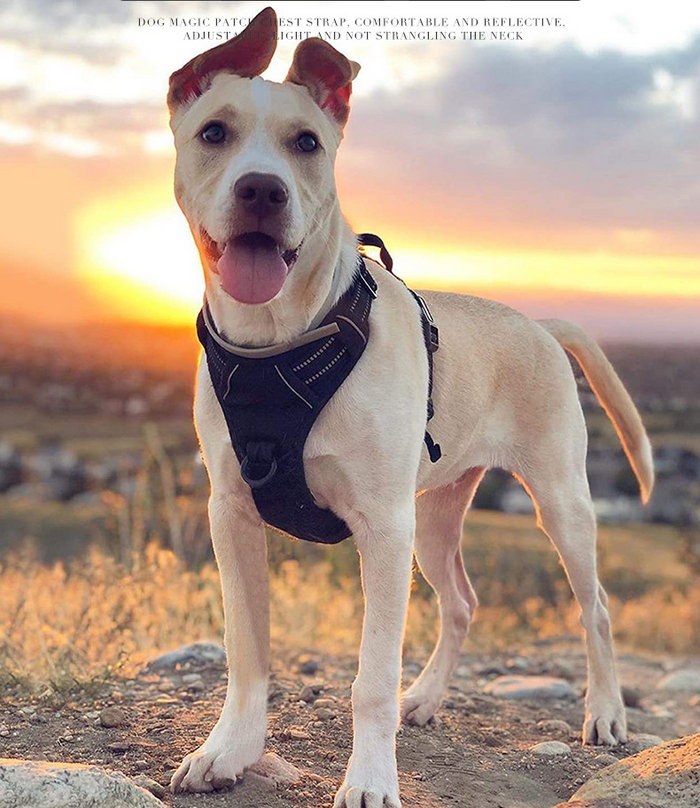 Adjustable dog harness set with chest strap and walking collar, made by dealonlinenz, in black with padded vest design.
