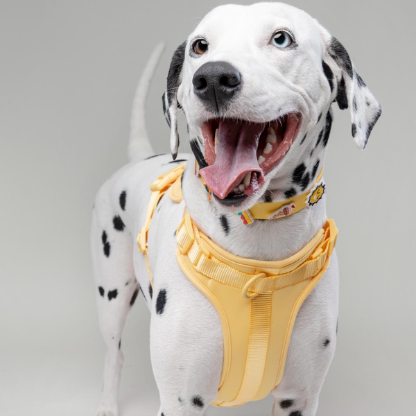 Yellow Walkieez dog harness, no-pull design for easy control, shown on a dog in a natural outdoor setting.