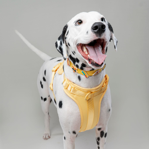 Yellow Walkieez dog harness, no-pull design, lightweight and adjustable for comfortable control during walks.