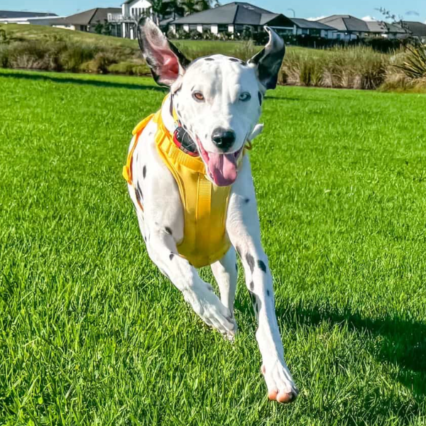 Yellow Walkieez no-pull dog harness with adjustable straps, designed for comfortable and secure control during walks.