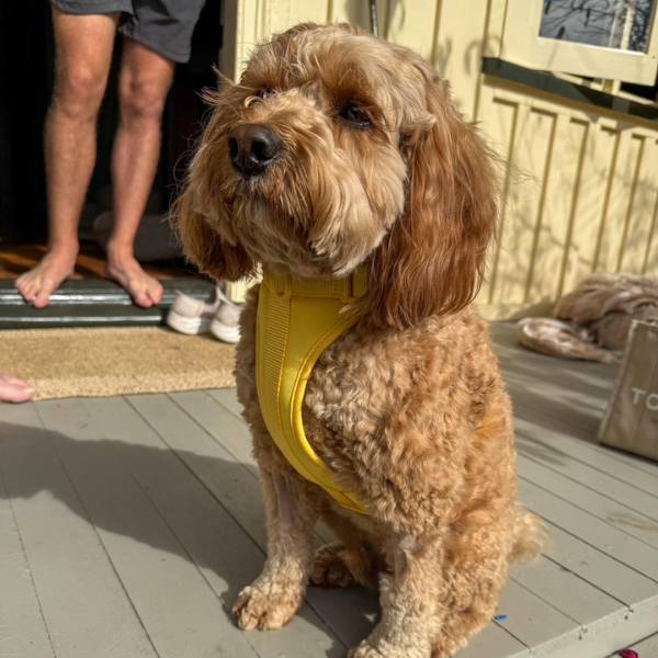 Yellow Walkieez no-pull dog harness, lightweight and adjustable for comfortable walking and control.