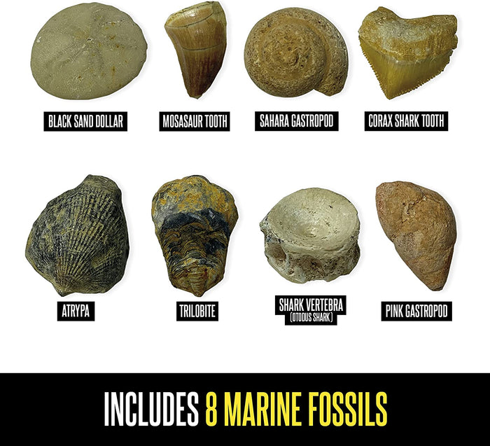 Eight marine fossils including teeth, shells, a trilobite, and a vertebra in various earthy colors and shapes.