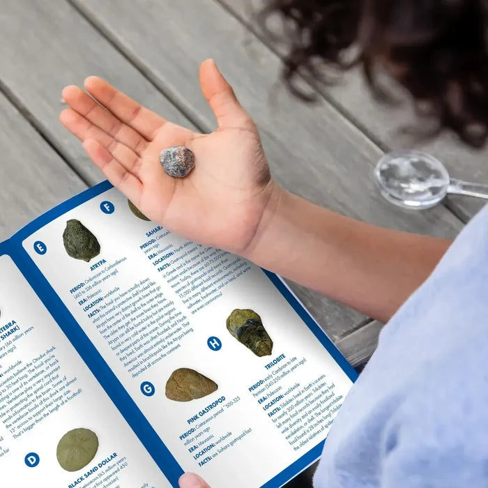 Hand holding a small gray fossil over an informational guide featuring photos and facts about prehistoric specimens.