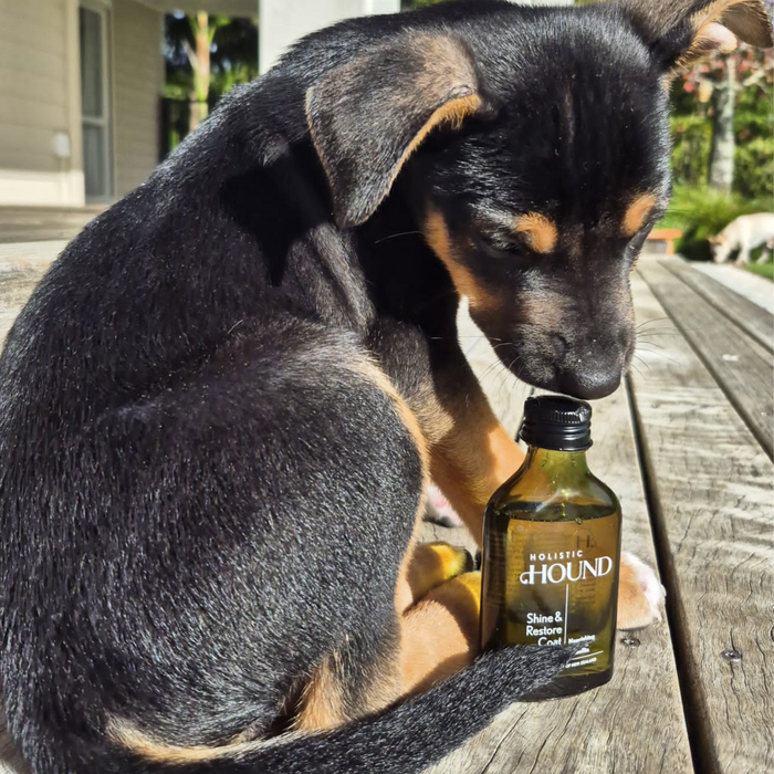 Holistic Hound Shine & Restore Coat Serum by Animal Addiction Limited in 50ml bottle, showing the serum applicator and packaging.