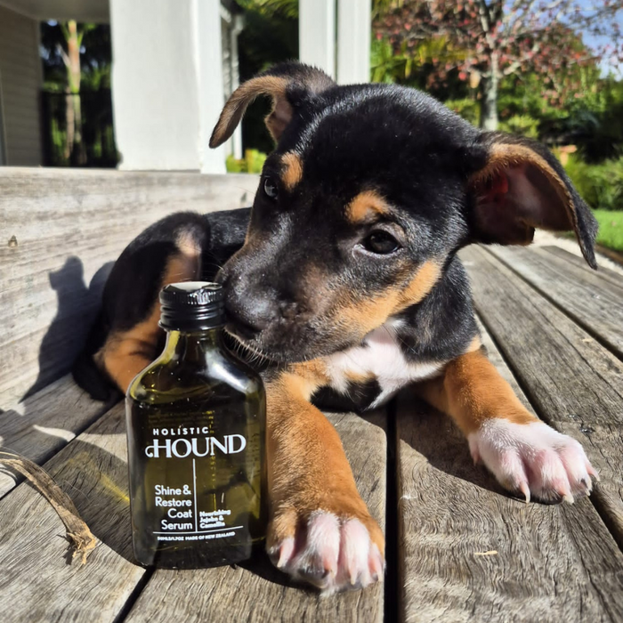 Holistic Hound Shine & Restore Coat Serum for dogs by Animal Addiction Limited, 50mls, showing the serum bottle with applicator.