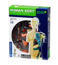 Green and blue box for a 37-part anatomy model, showing a torso with skin, skeleton, and colorful organs.