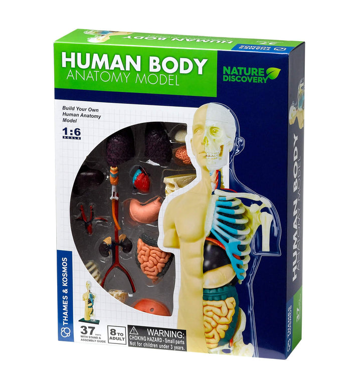 Green and blue box for a 37-part anatomy model, showing a torso with skin, skeleton, and colorful organs.