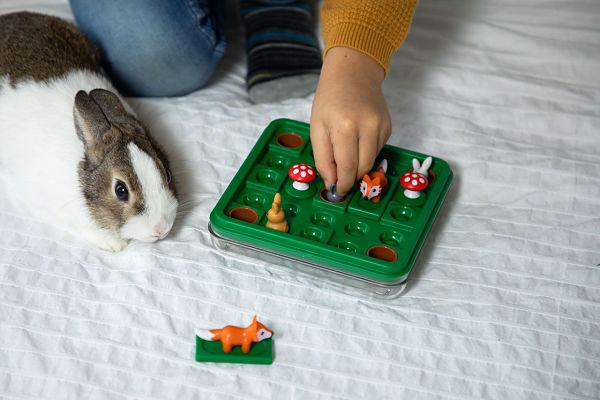 Child moves a rabbit figure on a green grid board with fox and mushroom pieces as a real rabbit watches.