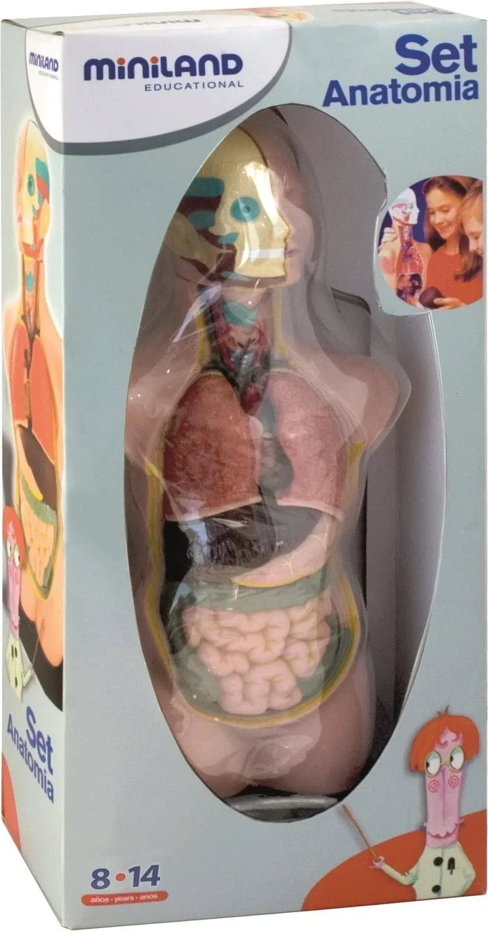 Human anatomy torso toy with colorful internal organs and skull in a grey Miniland box with a clear oval window.