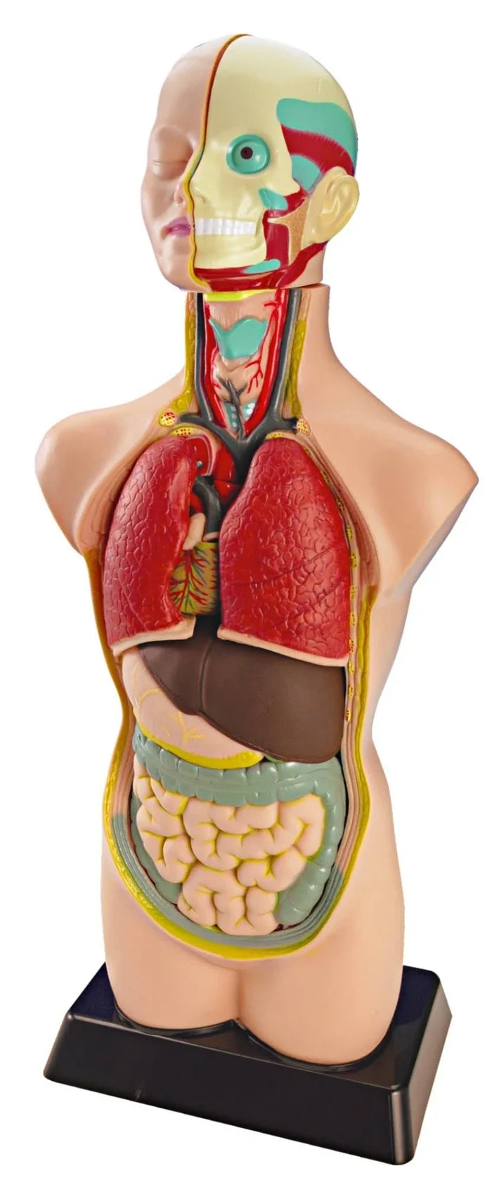 Human anatomy torso model on a black base showing lungs, heart, liver, intestines, and a half-exposed skull face.