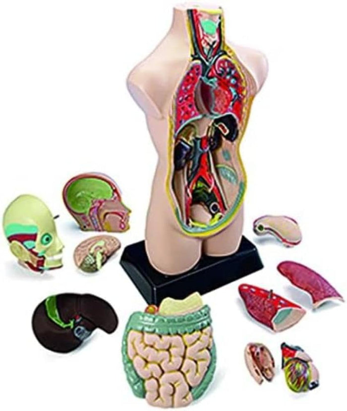Beige human torso model on a black base with removable colorful organ pieces including the brain, heart, and lungs.