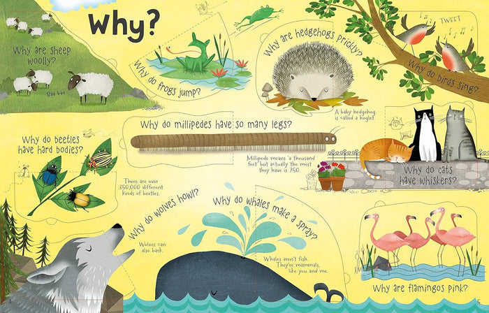 Colorful children's book spread featuring animals like a whale and wolf with fun educational Why questions.