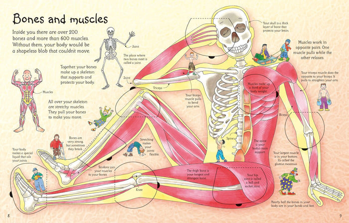 Colorful illustrated book pages showing human bones and muscles with cartoon figures and educational text.