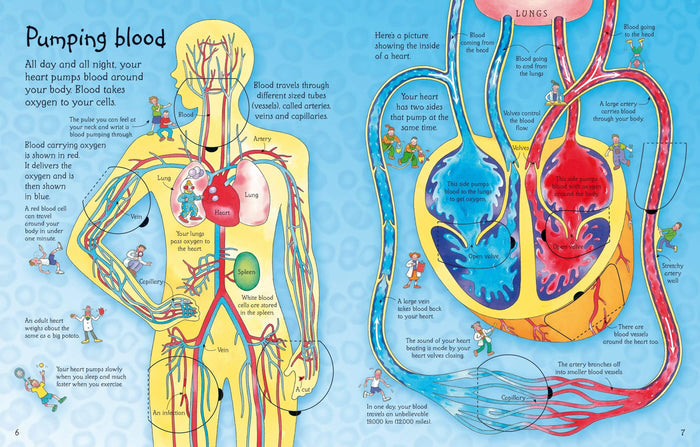 Colorful children's book pages showing illustrated diagrams of the heart and blood vessels with playful cartoon characters.