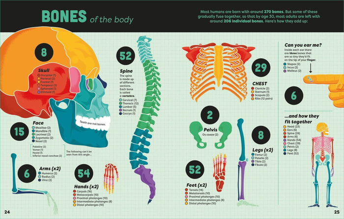 Vibrant color-coded diagrams of human bones and skeletal sections with labels and counts on a grid background.